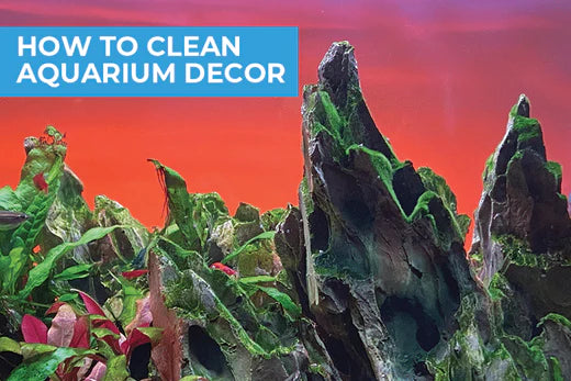 How to Clean Aquarium Decor