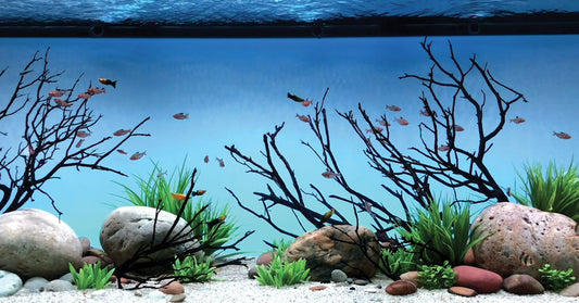 Image of schooling fish in an aquarium