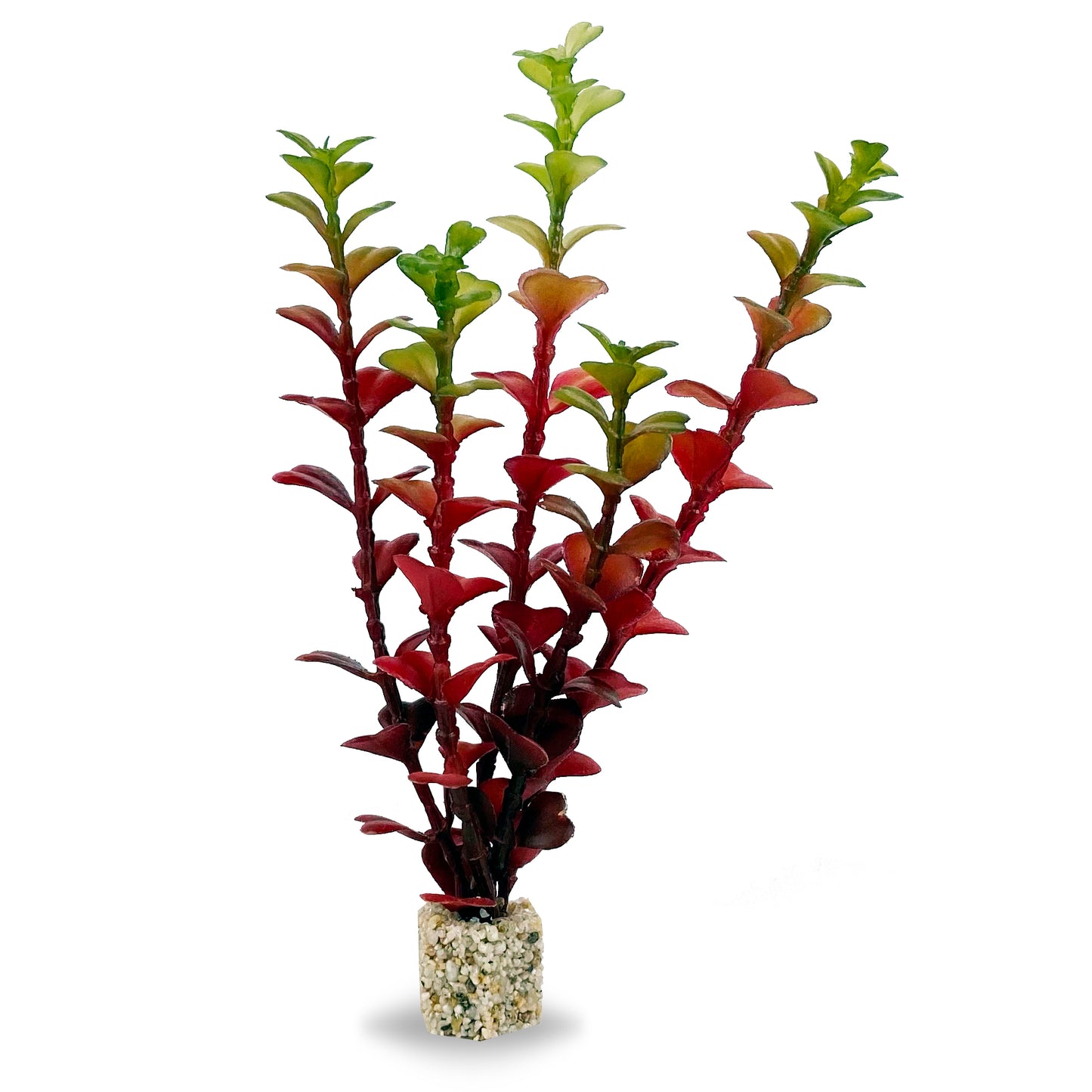 Red/Green Varigated Willow