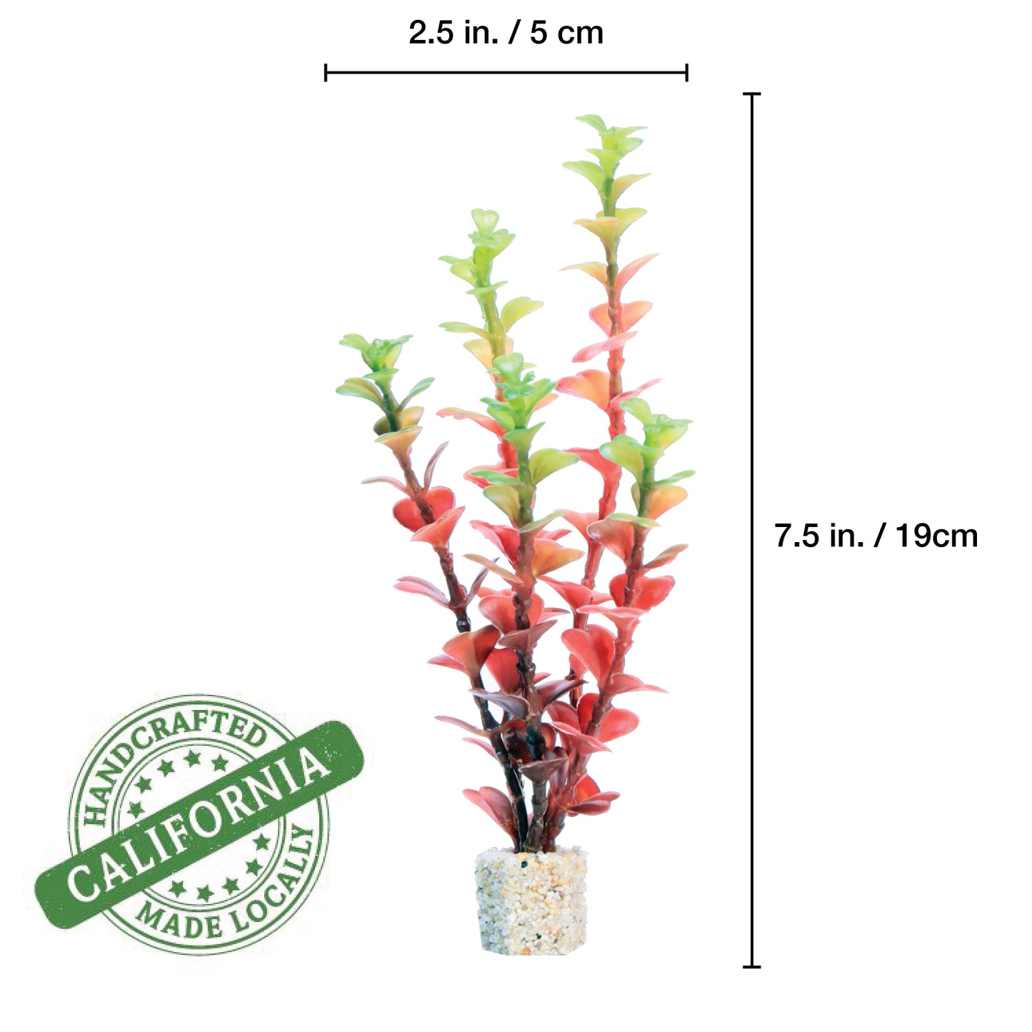 Red/Green Varigated Willow