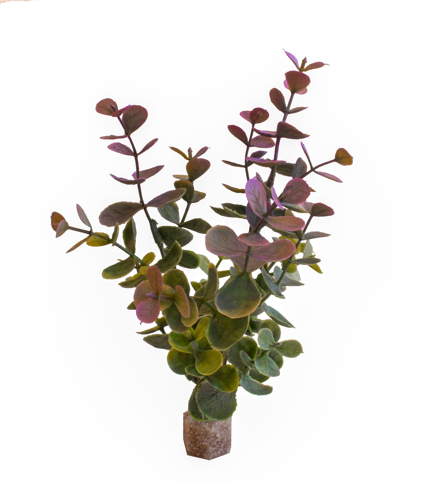 Lavender Aqualyptus Aquarium Plant
