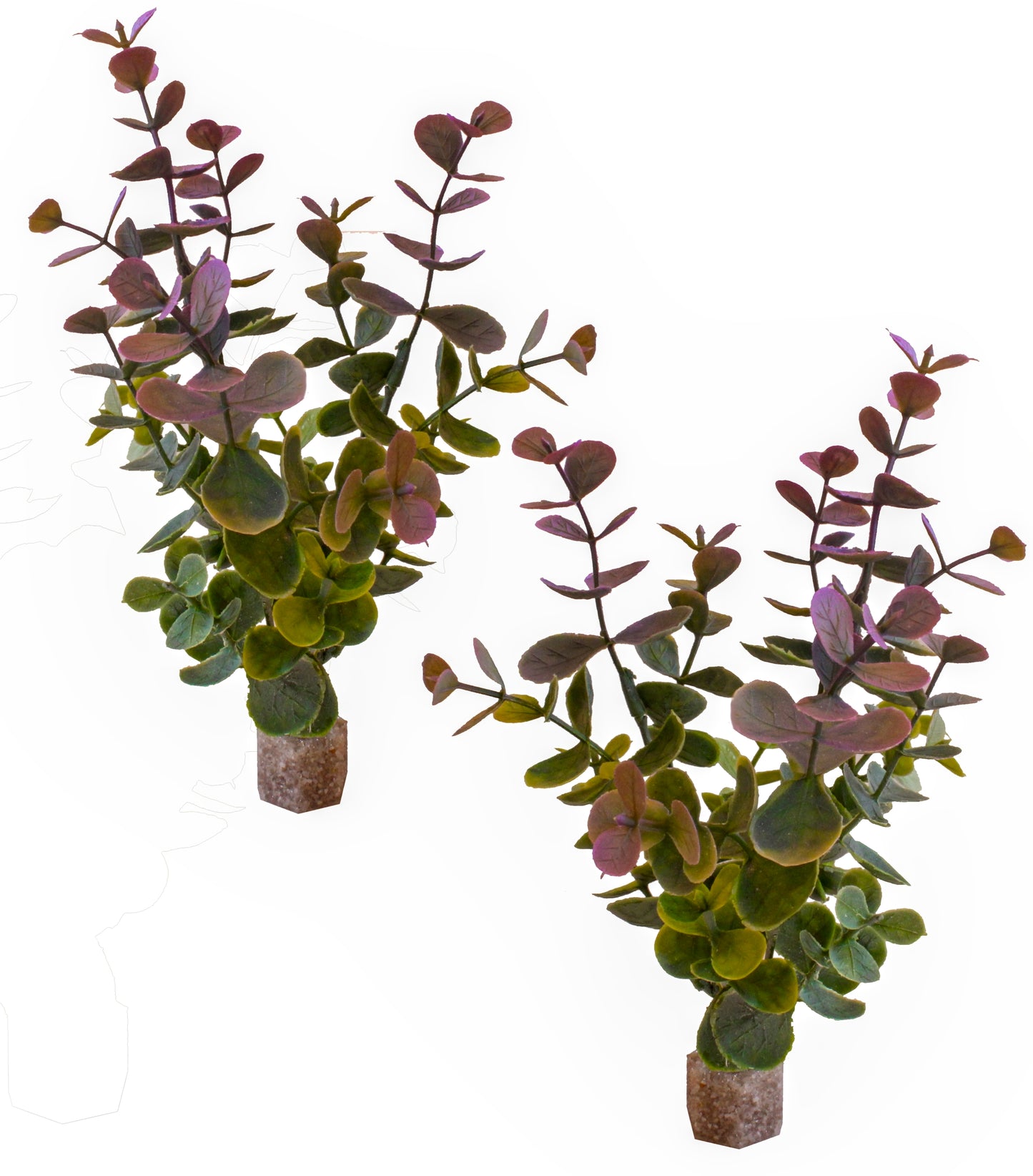 Lavender Aqualyptus Aquarium Plant