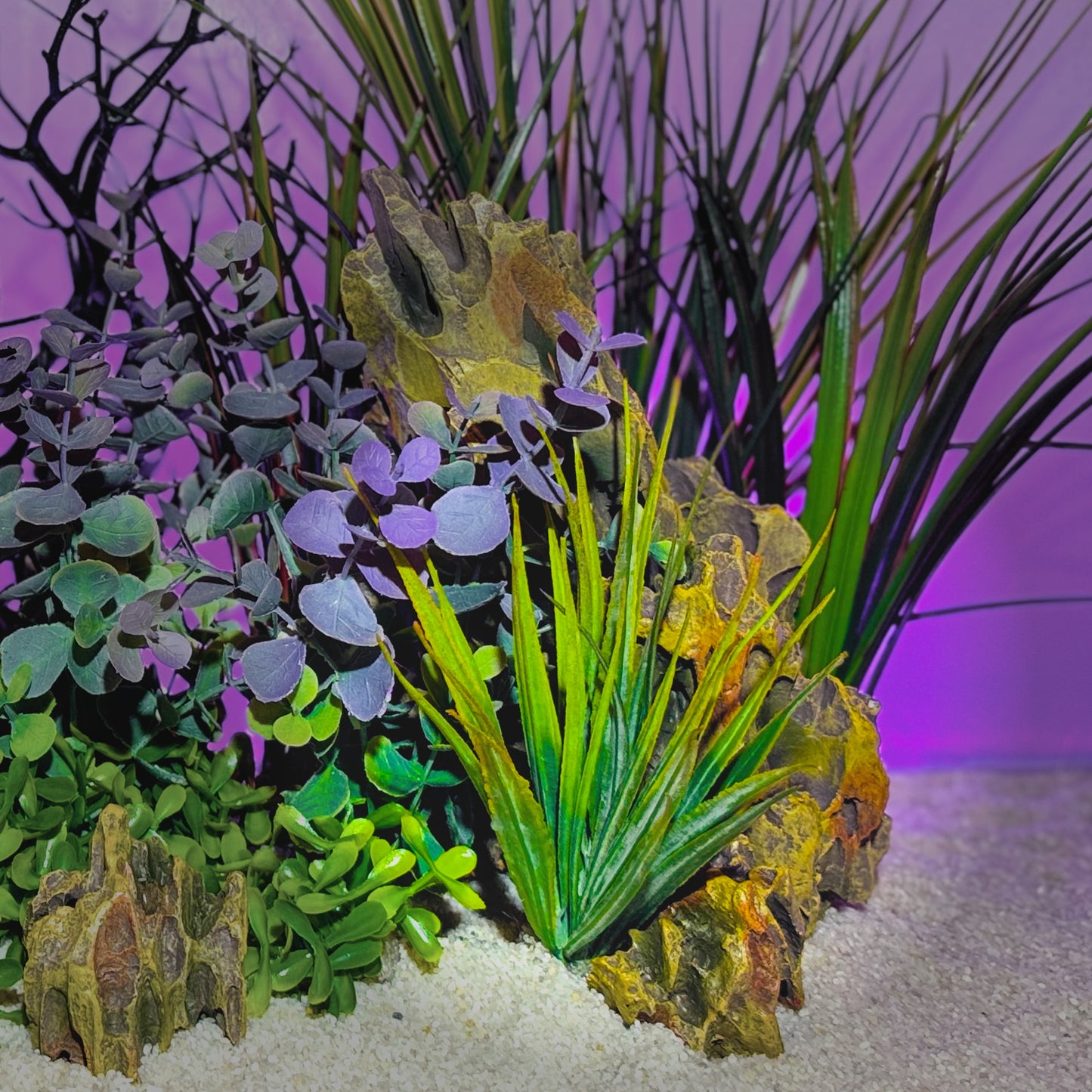 Short Mid-Ground Fountain Grass (2 Pack)