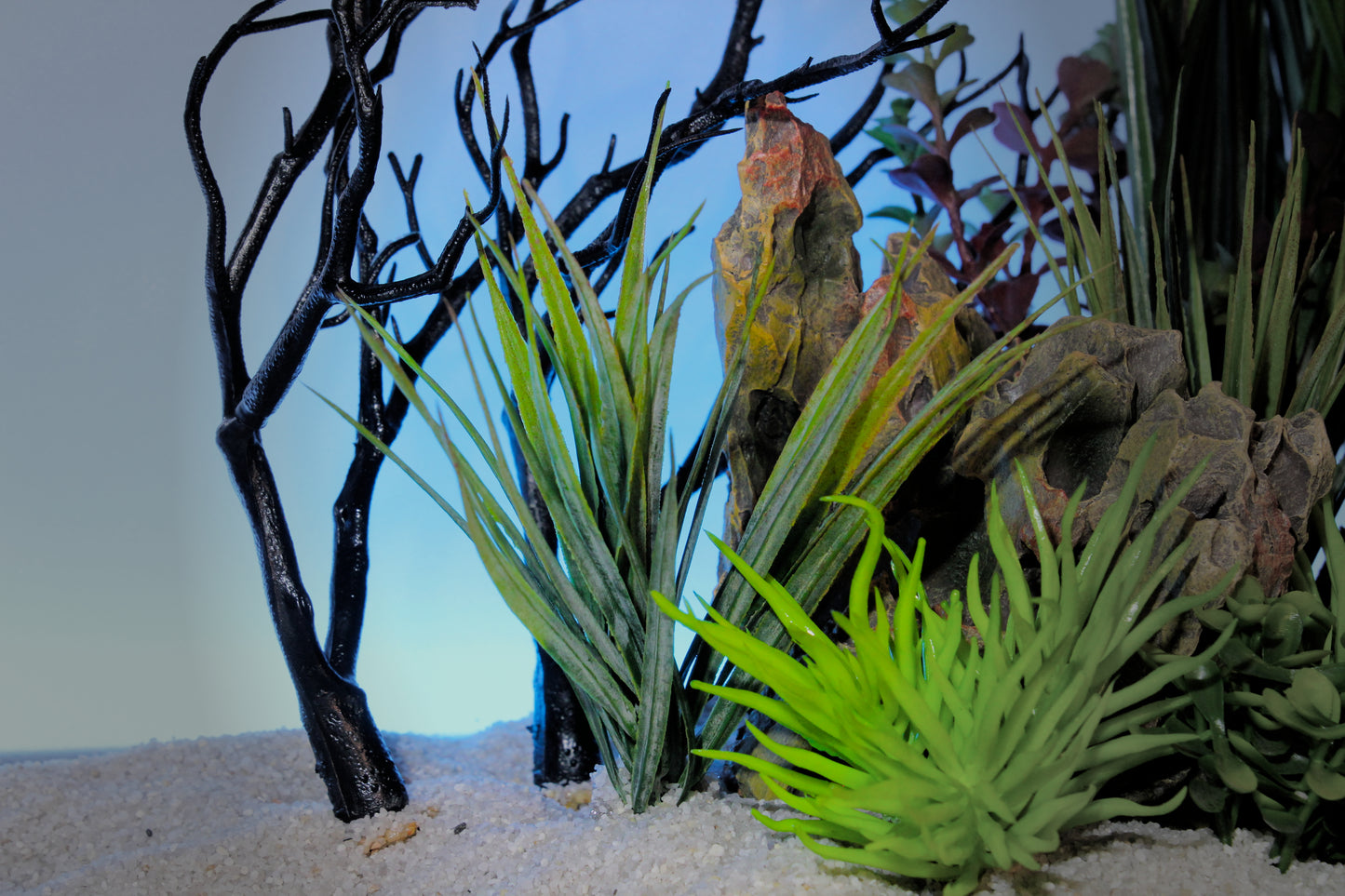Short Mid-Ground Fountain Grass (2 Pack)