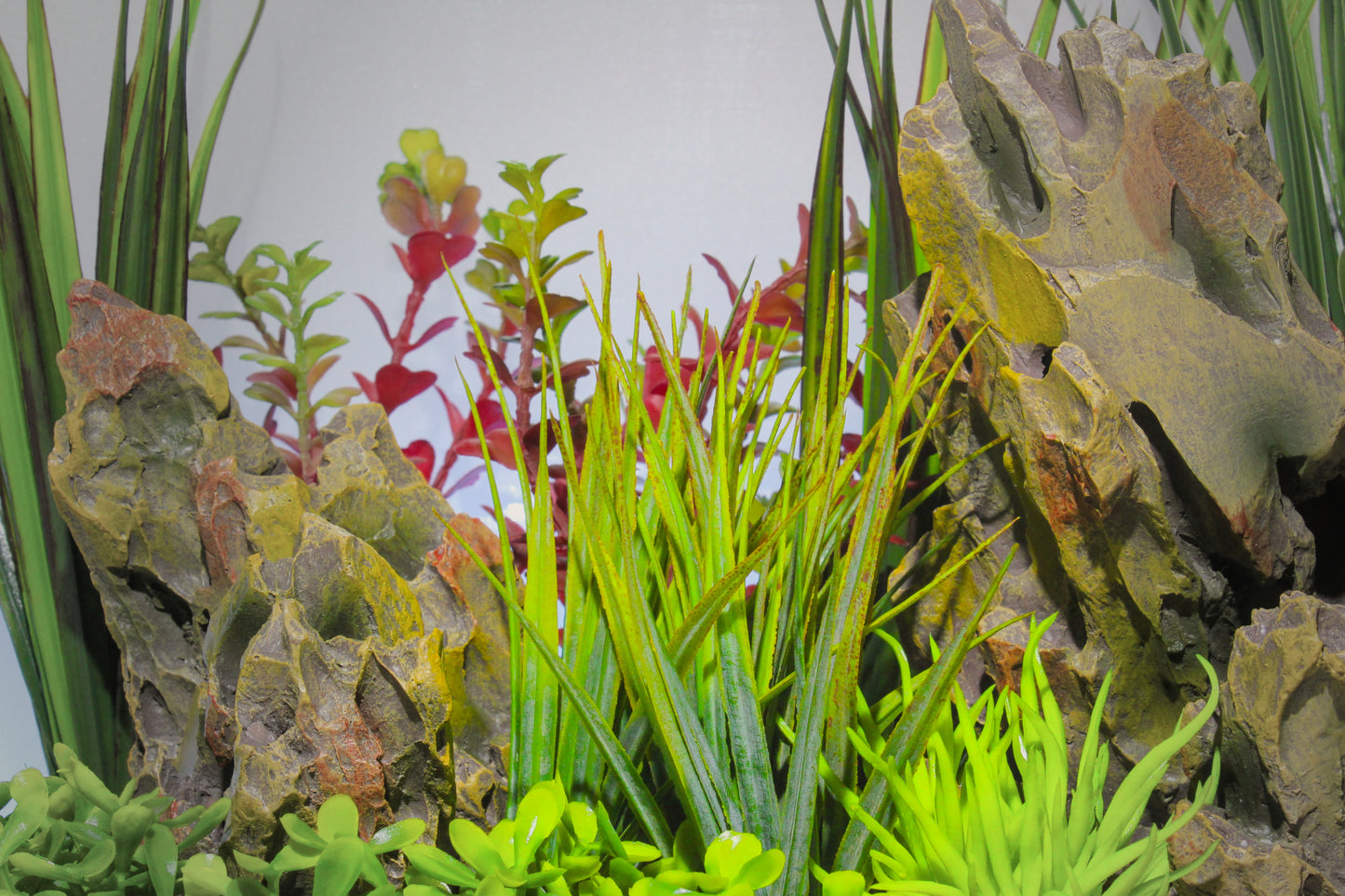 Short Mid-Ground Fountain Grass (2 Pack)