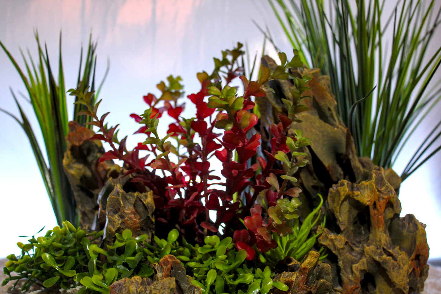 Red/Green Varigated Willow