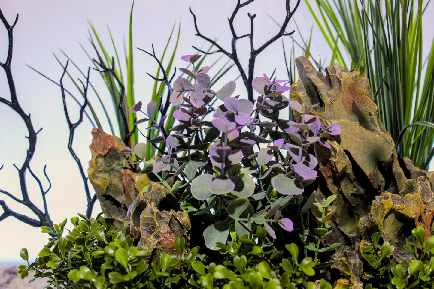 Lavender Aqualyptus Aquarium Plant