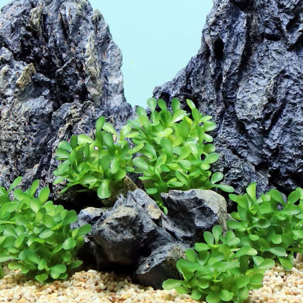 Light Green Button Plants