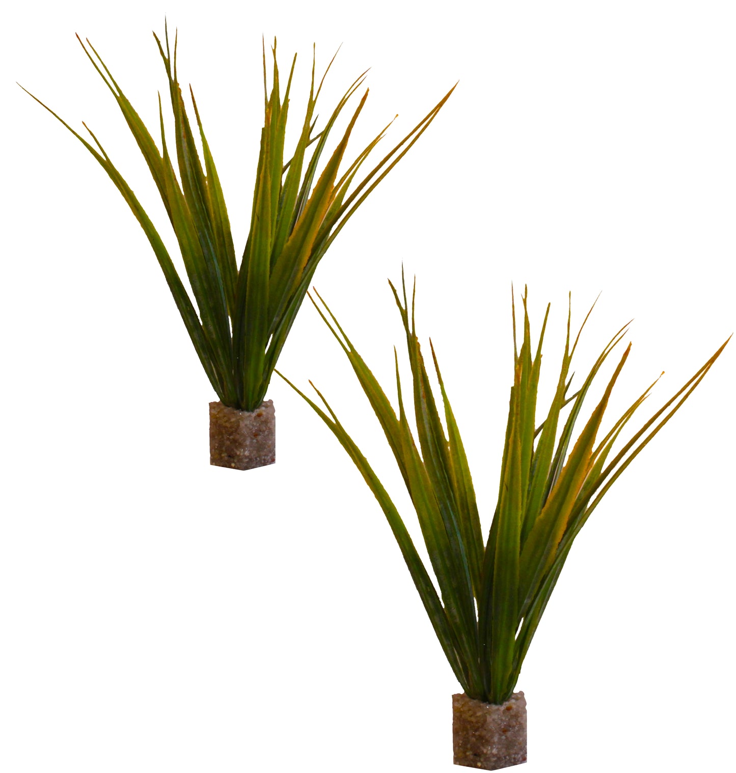 Short Mid-Ground Fountain Grass (2 Pack)