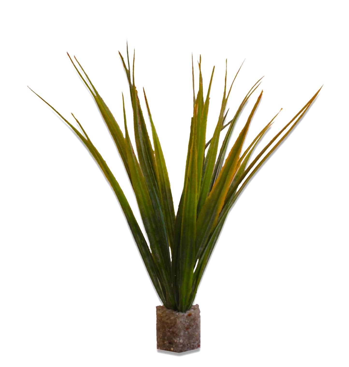 Short Mid-Ground Fountain Grass (2 Pack)