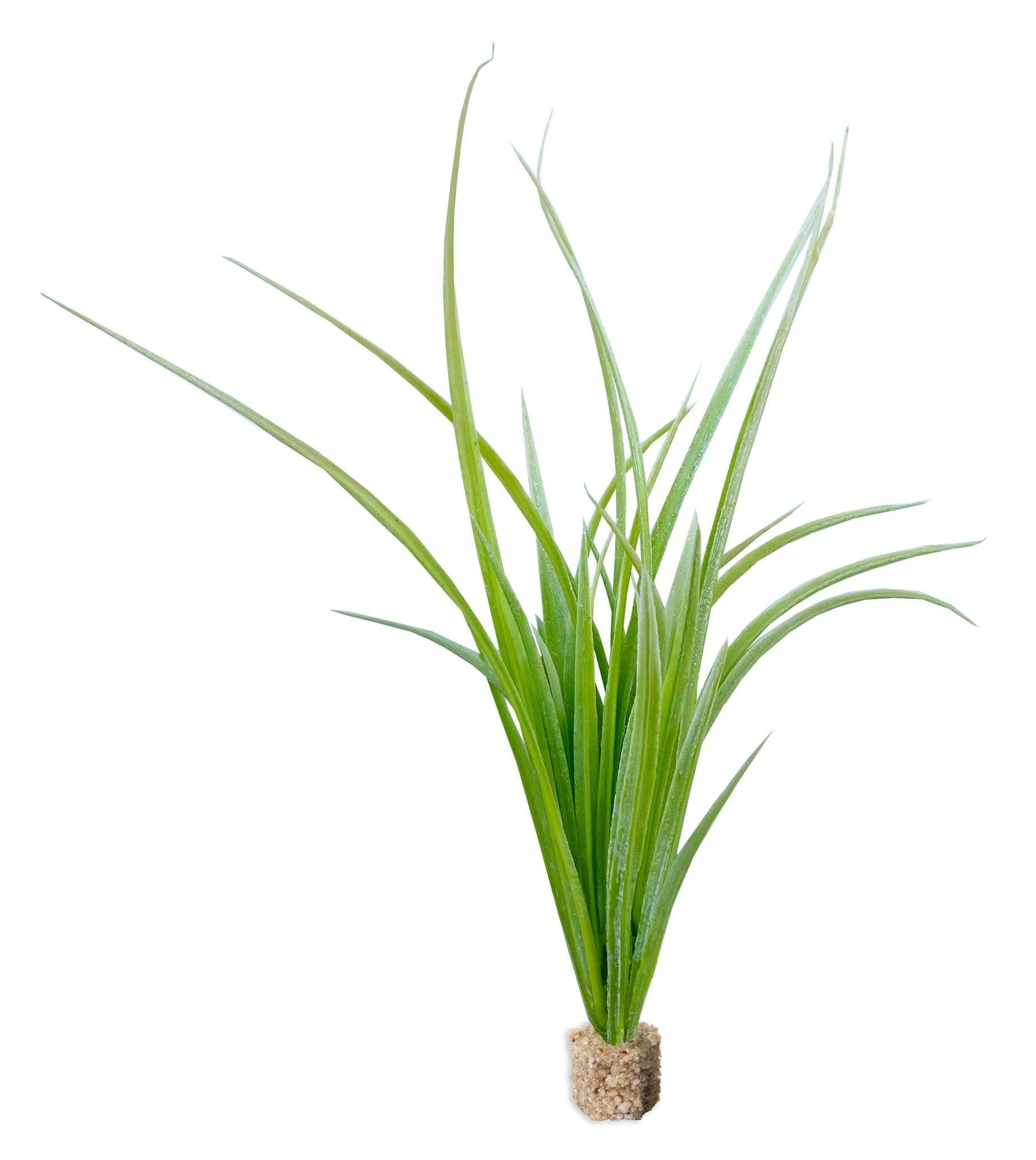 Fountain Grass Light Green with Weighted Base - Vita