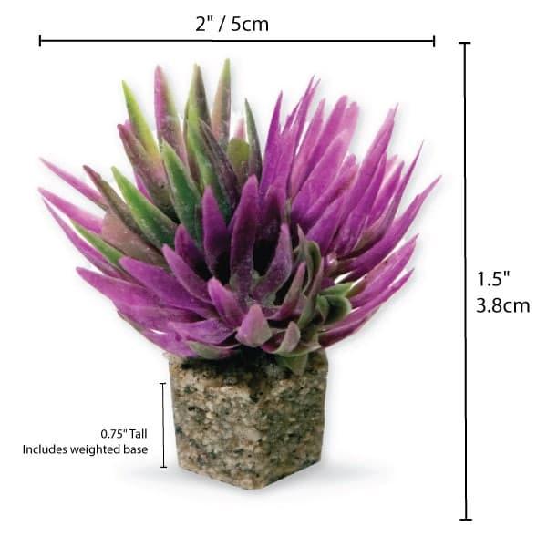 Mini Shrub Plant Purple 3 Pk - Vita