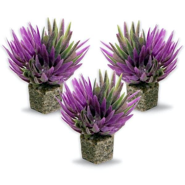 Mini Shrub Plant Purple 3 Pk - Vita