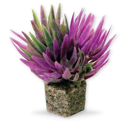 Mini Shrub Plant Purple 3 Pk - Vita