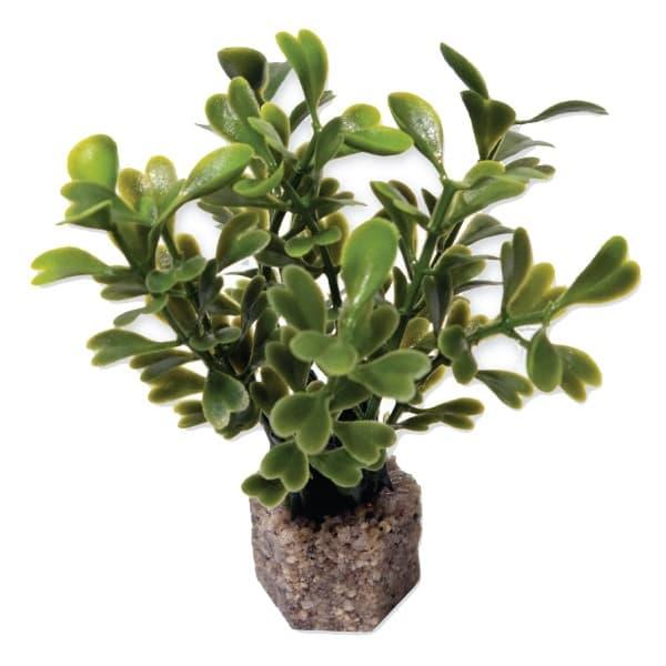 Small Button Leaf Plant Dark Green 6 Pk - Vita