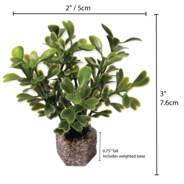 Small Button Leaf Plant Dark Green 6 Pk - Vita
