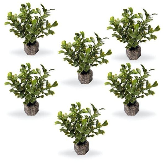 Small Button Leaf Plant Dark Green 6 Pk - Vita