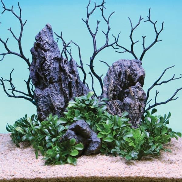 Small Button Leaf Plant Medium Green 6 Pk - Vita
