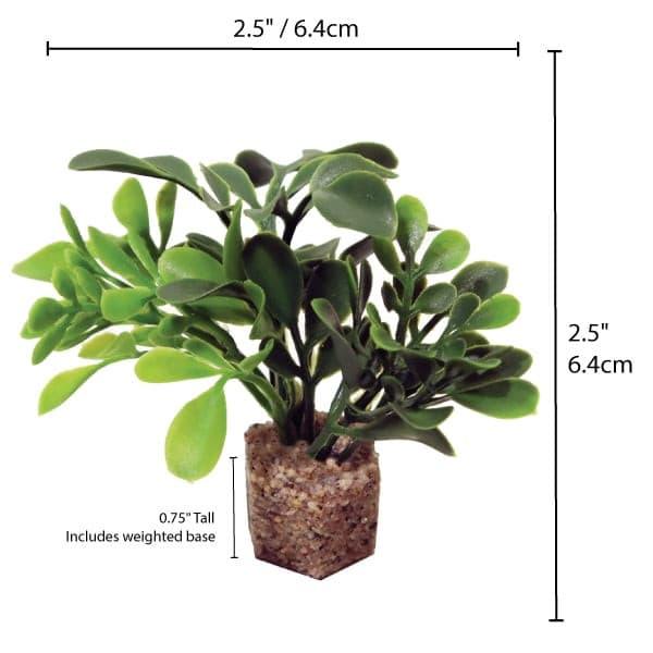 Small Button Leaf Plant Medium Green 6 Pk - Vita