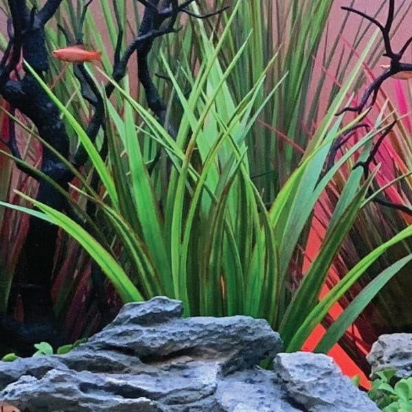 Tall Green Fountain Grass with Weighted Base - Vita