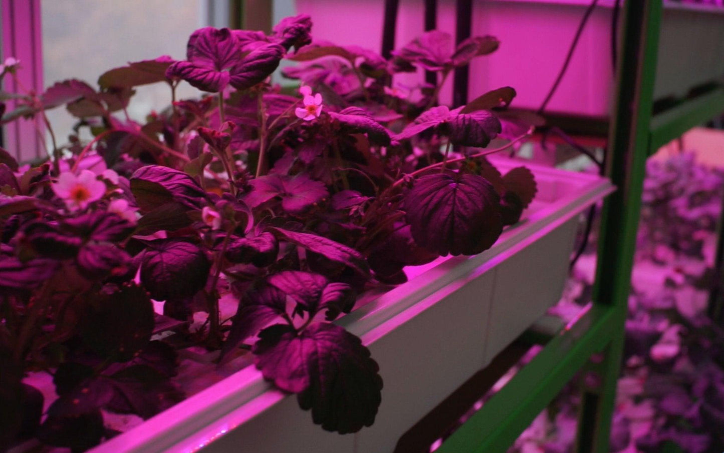 Vita Grow PRO 80W LED Grow Light - Vita